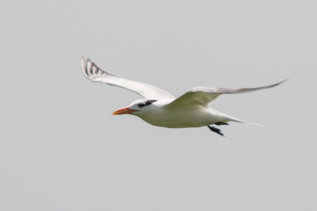 Royal Tern - ML30252331