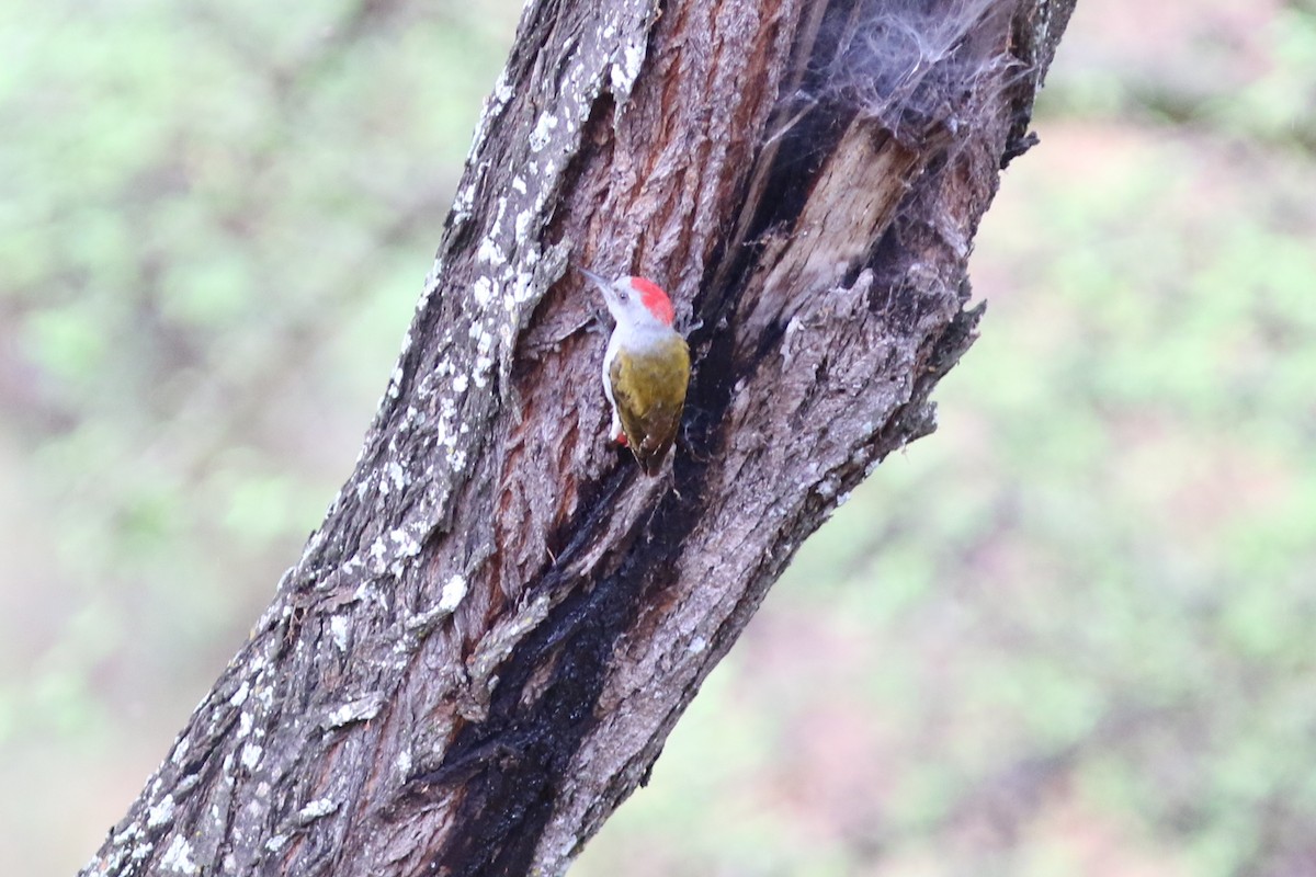 Mountain Gray Woodpecker - ML302523811