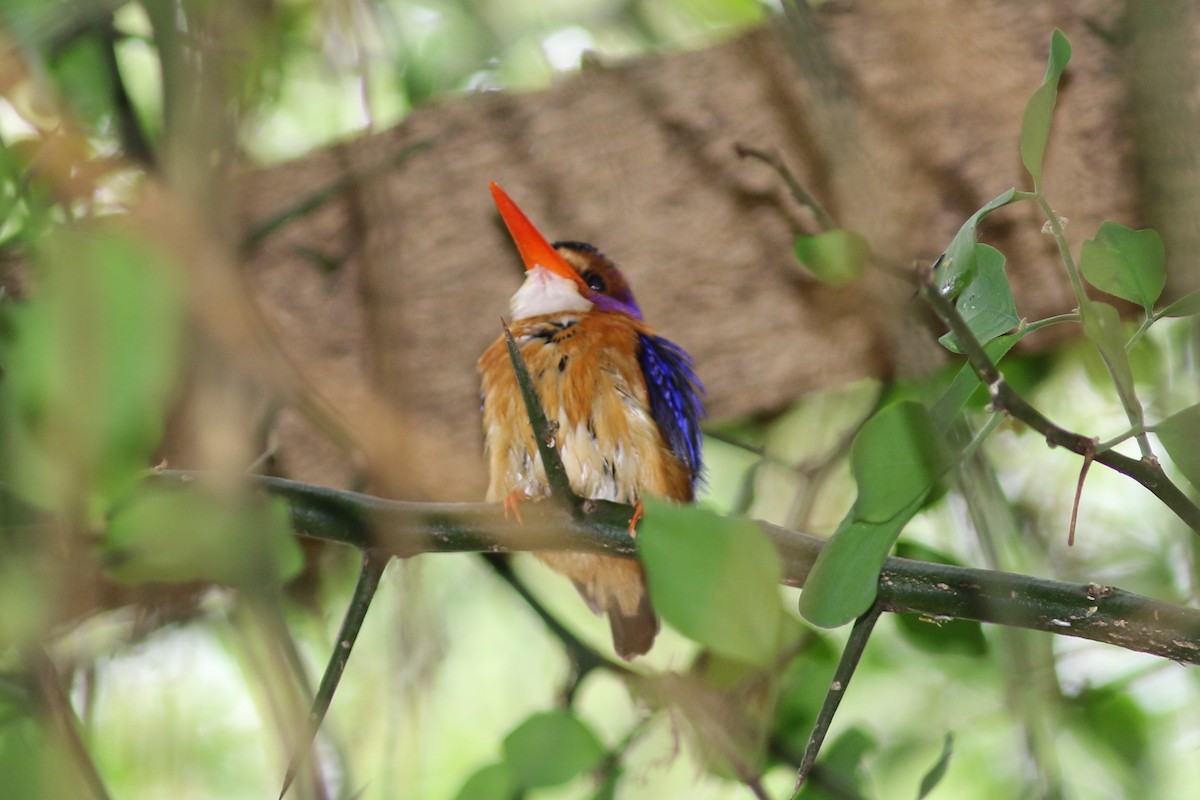 African Pygmy Kingfisher - george parker