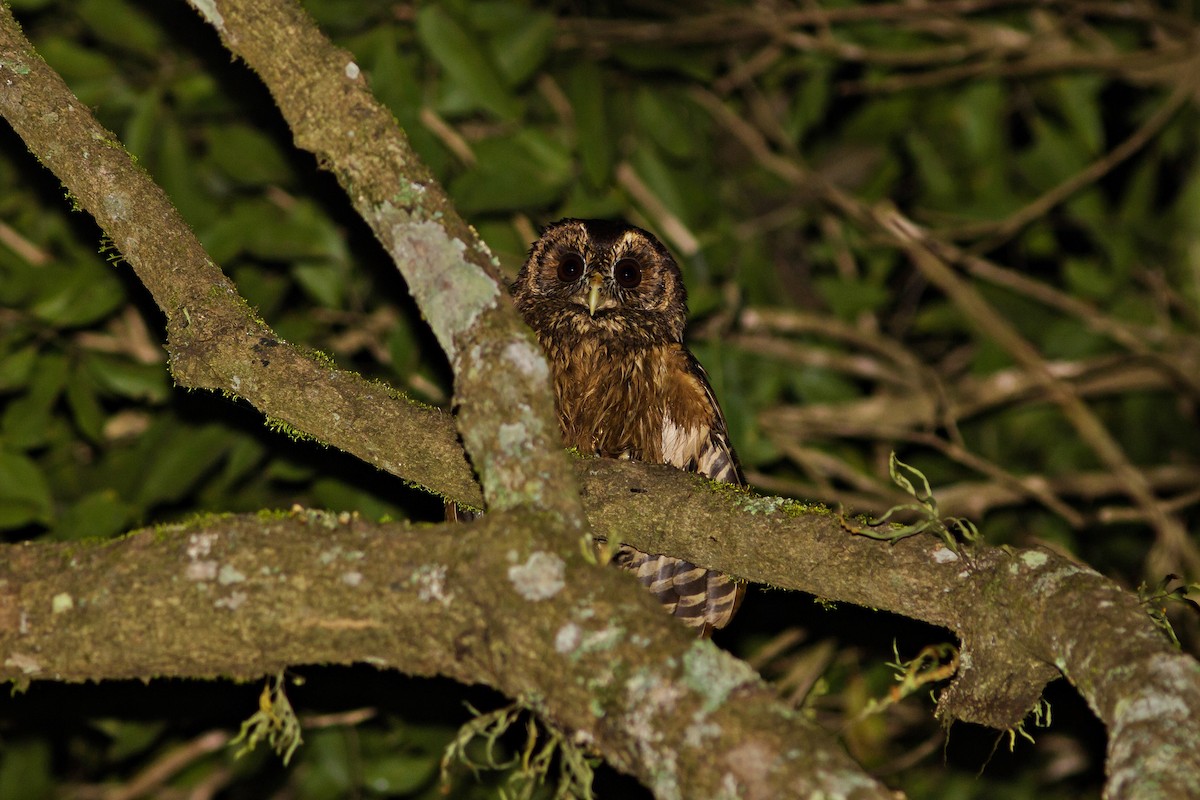 Mottled Owl - ML30252991