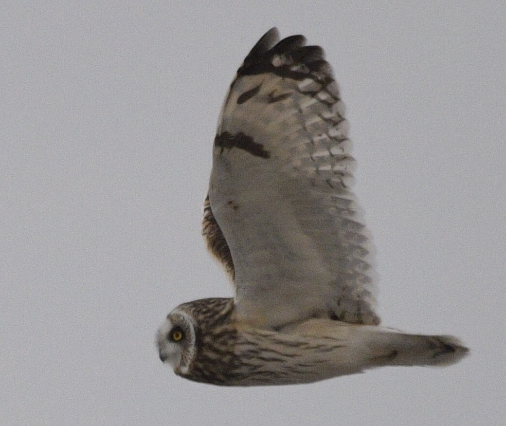 Short-eared Owl - ML302531611