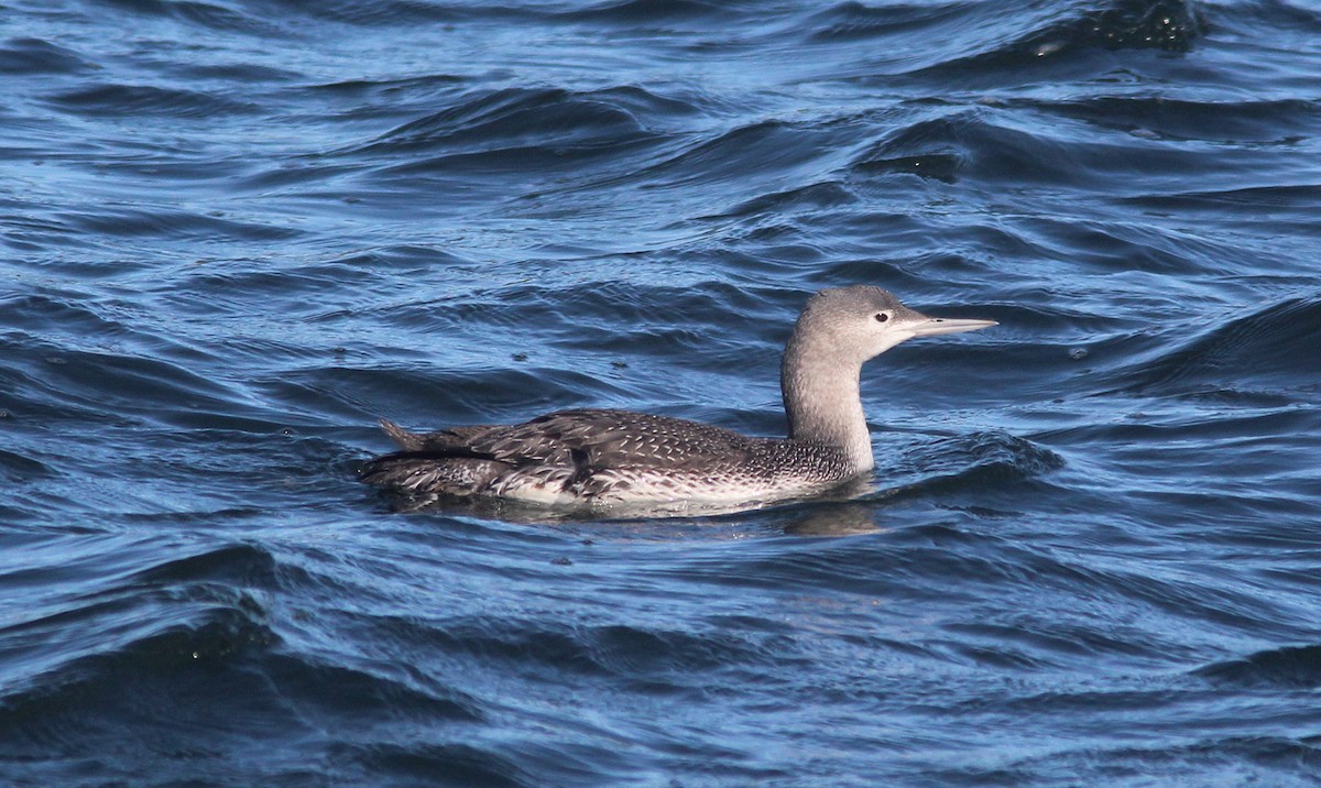 ebird-checklist-24-jan-2021-shark-river-inlet-6-species-1-other-taxa