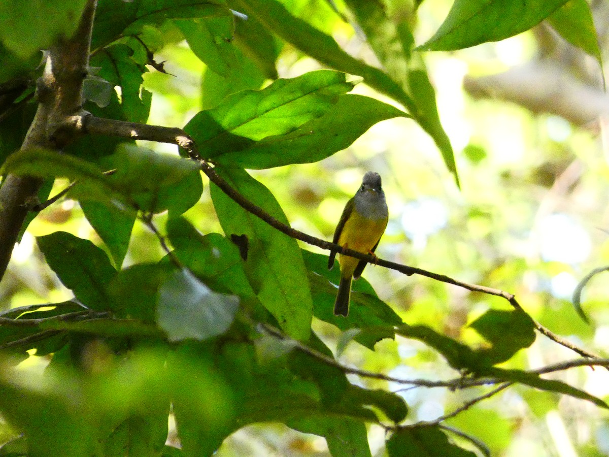 Gray-headed Canary-Flycatcher - ML302541171