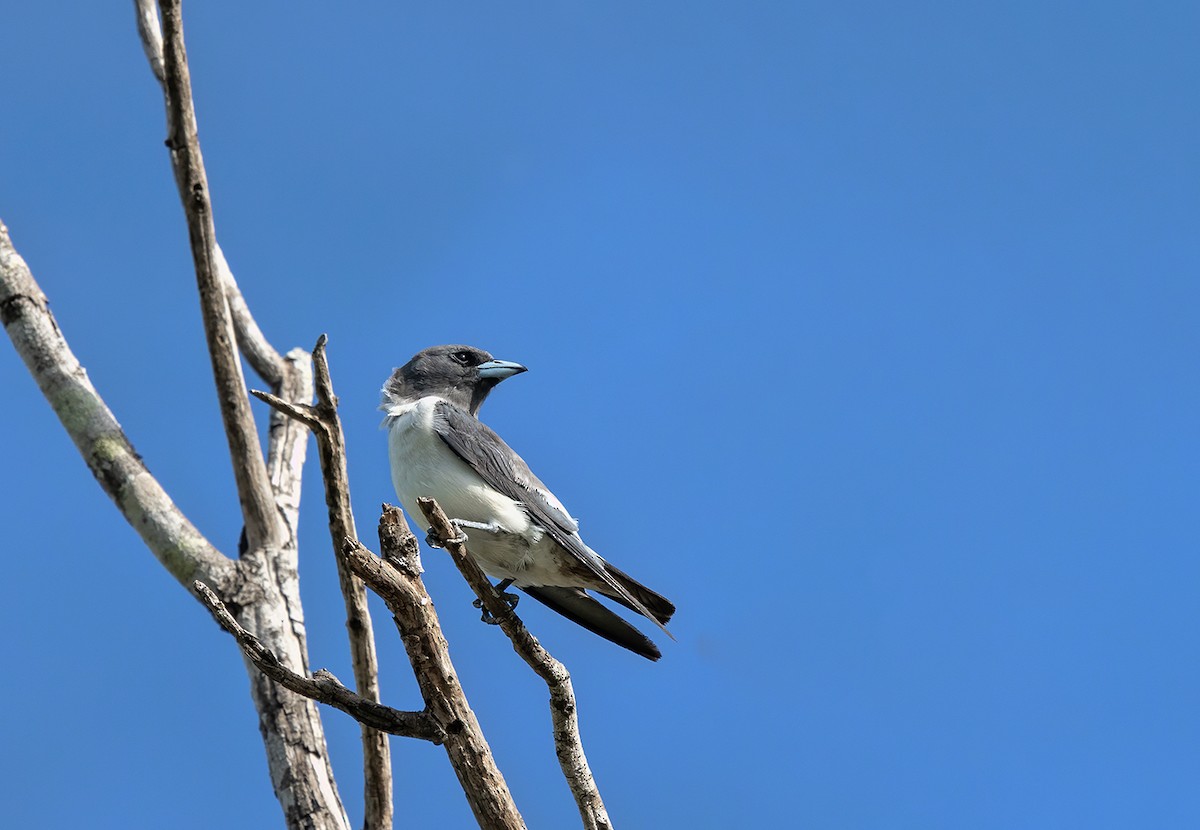 White-breasted Woodswallow - ML302545561
