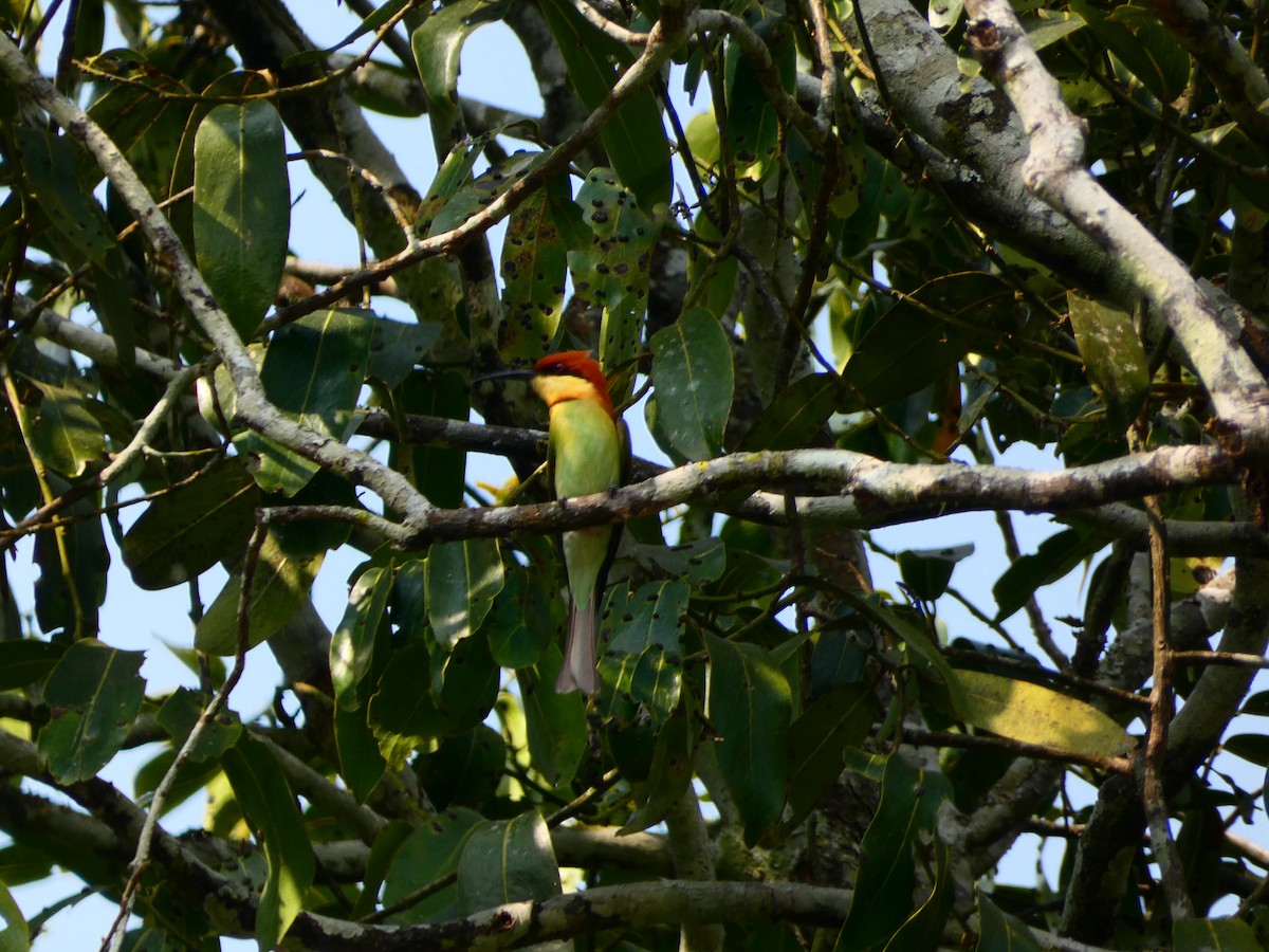 Chestnut-headed Bee-eater - ML302546341