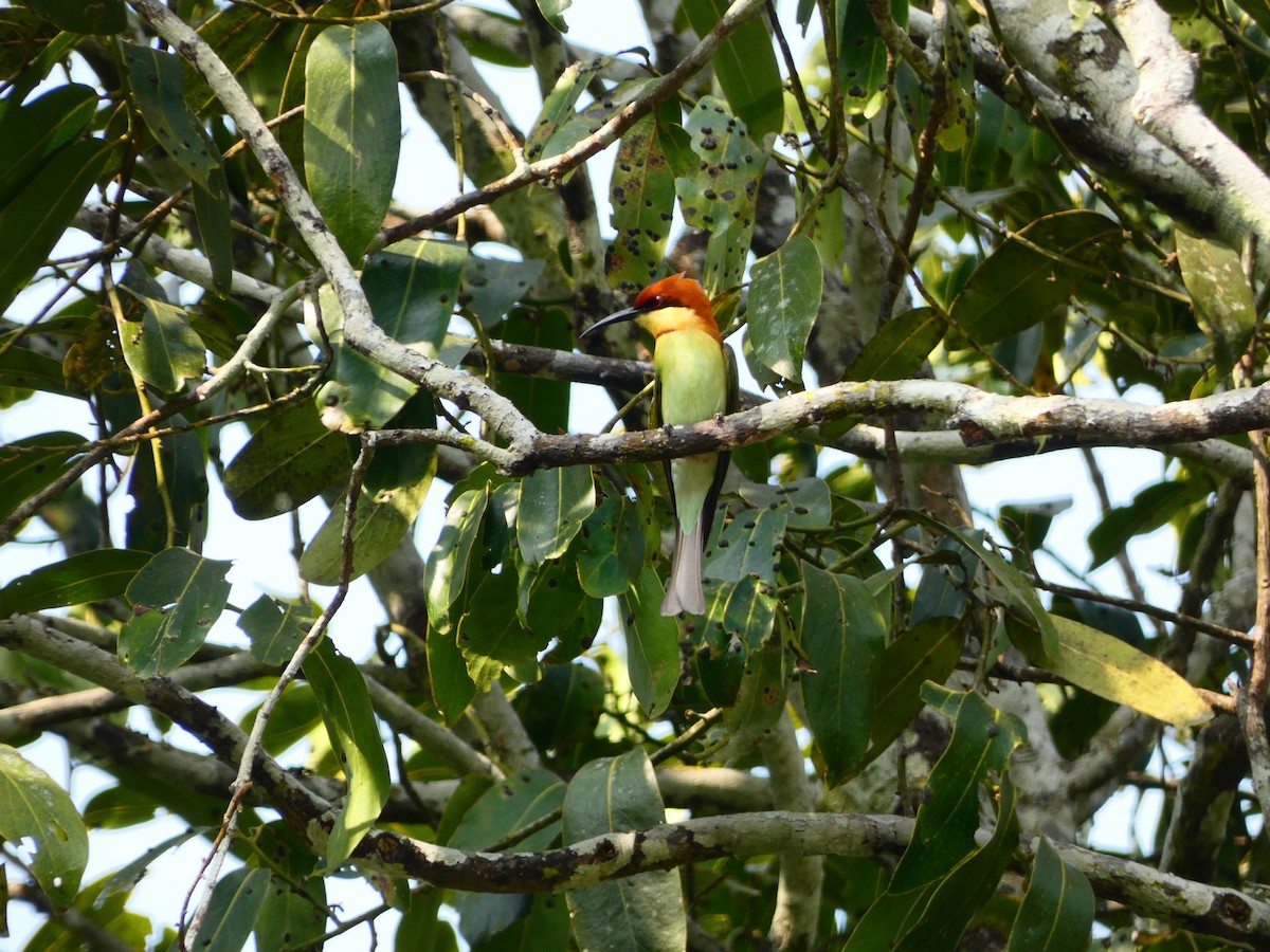 Chestnut-headed Bee-eater - ML302546351