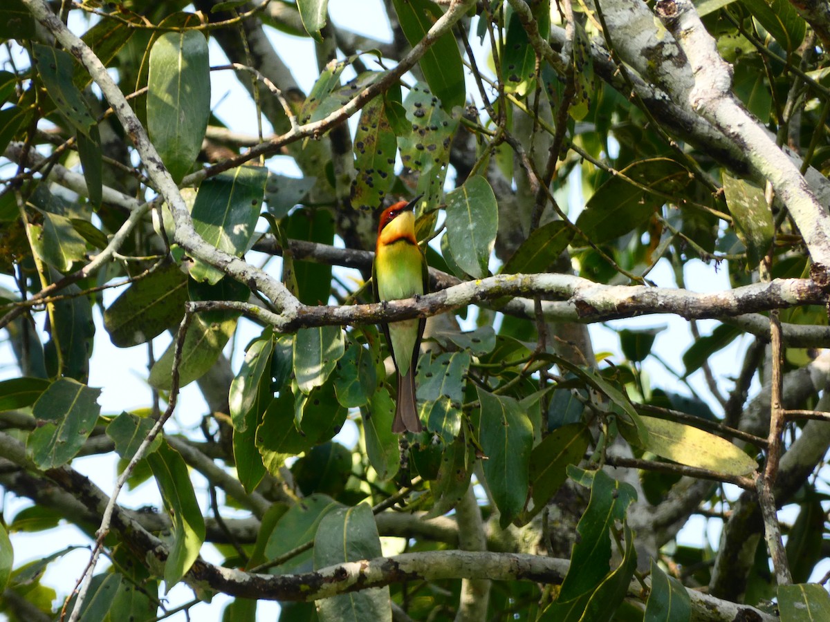 Chestnut-headed Bee-eater - ML302546361