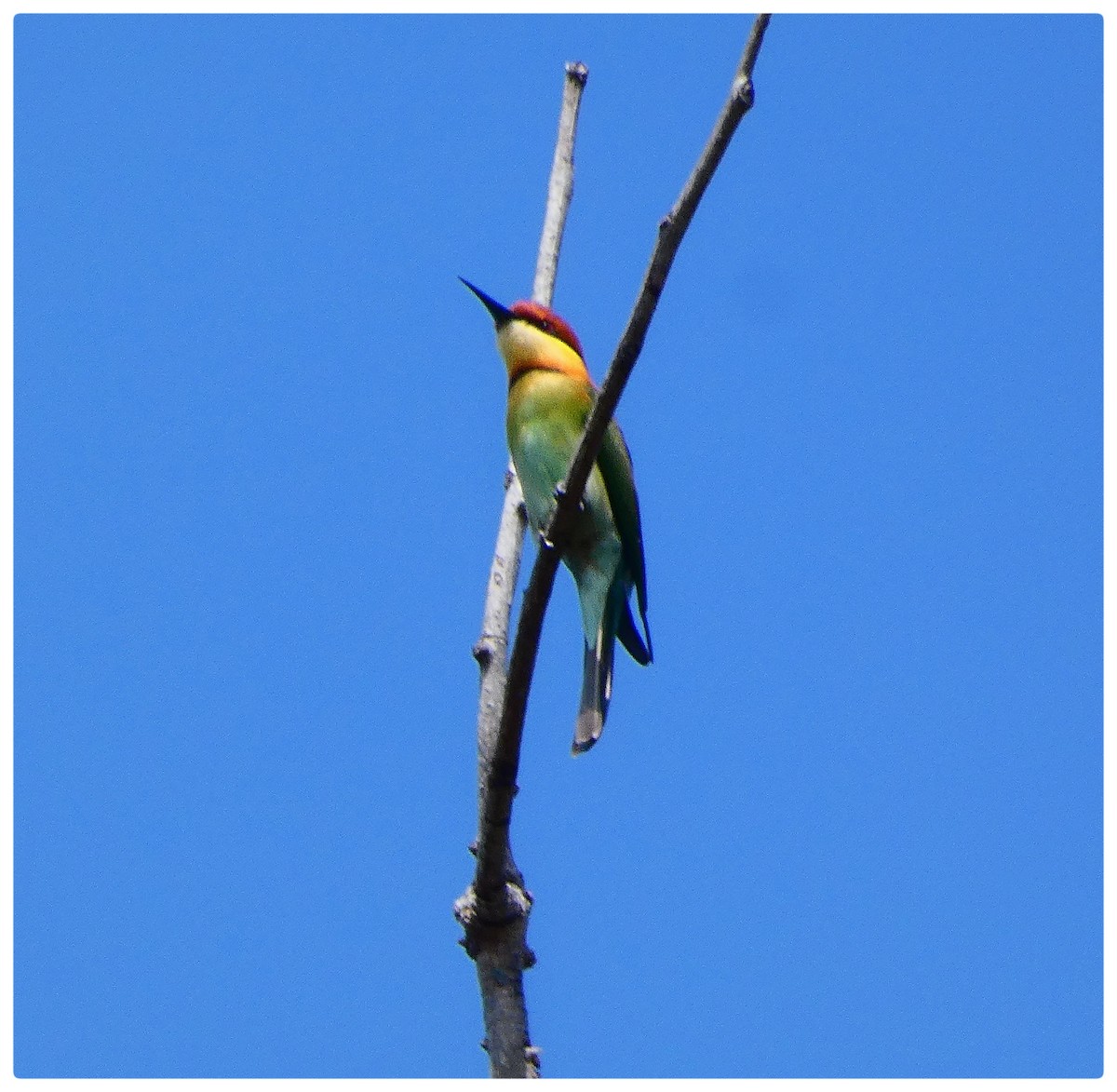 Chestnut-headed Bee-eater - ML302547841