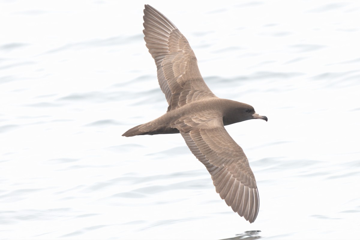 Flesh-footed Shearwater - ML302551391