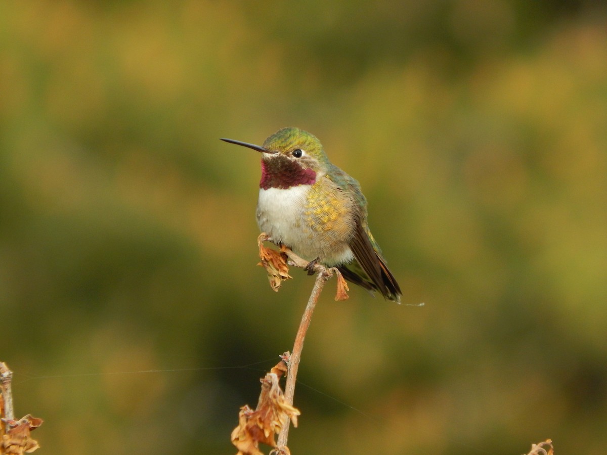 Broad-tailed Hummingbird - ML30255681