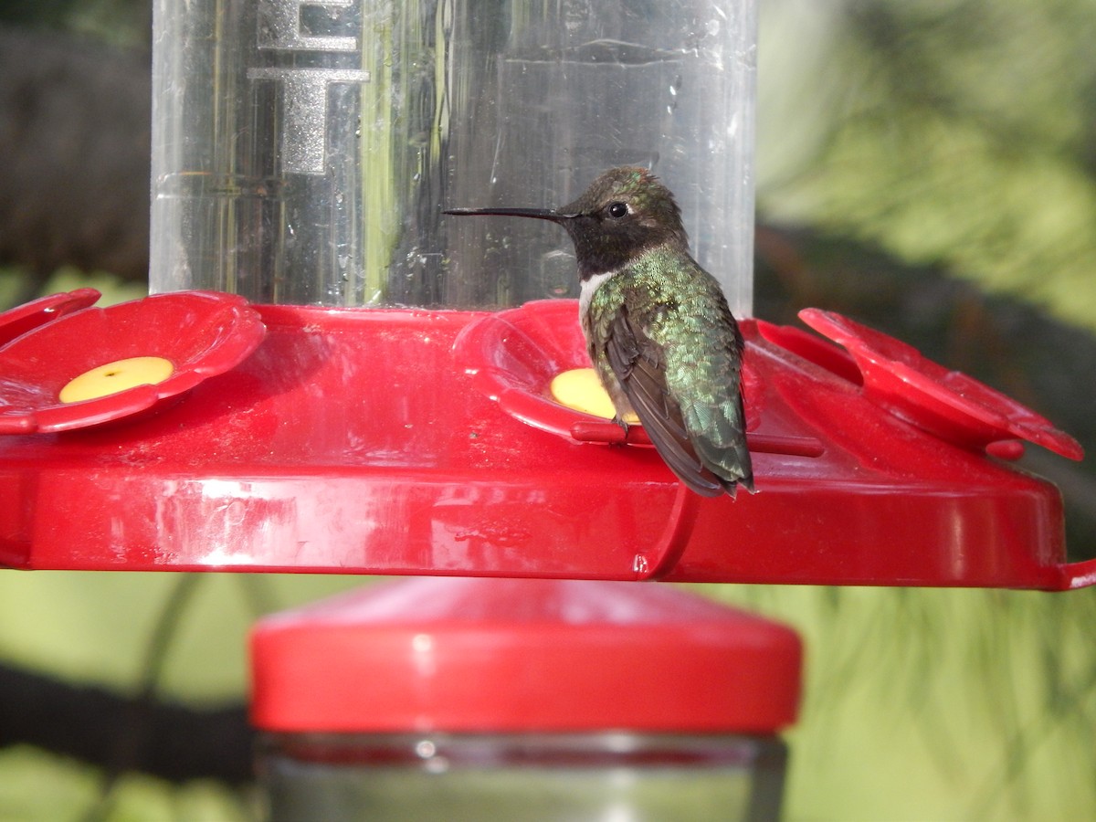 Black-chinned Hummingbird - ML30255701