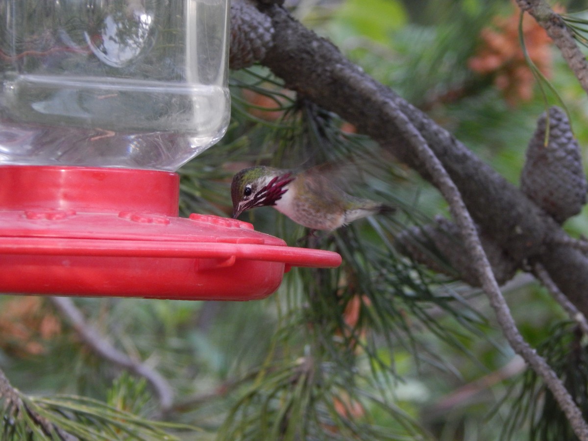 Calliope Hummingbird - ML30255711