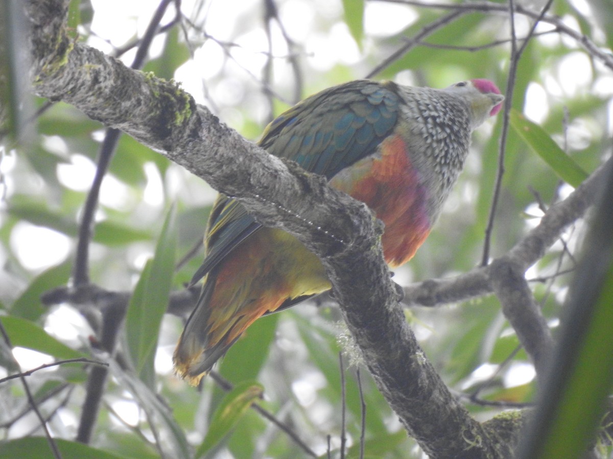 Rose-crowned Fruit-Dove - ML302557311