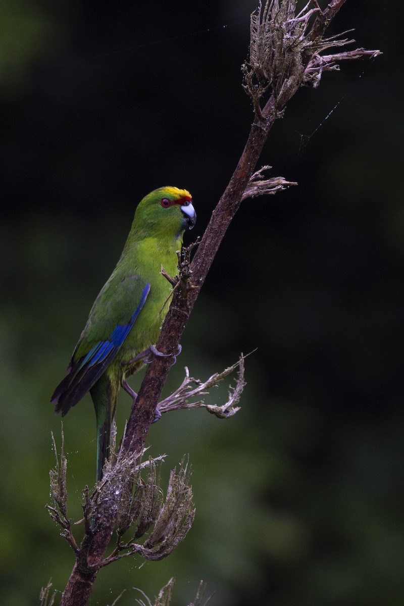 Yellow-crowned Parakeet - ML302560951