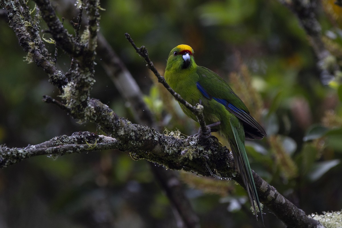Yellow-crowned Parakeet - ML302560961