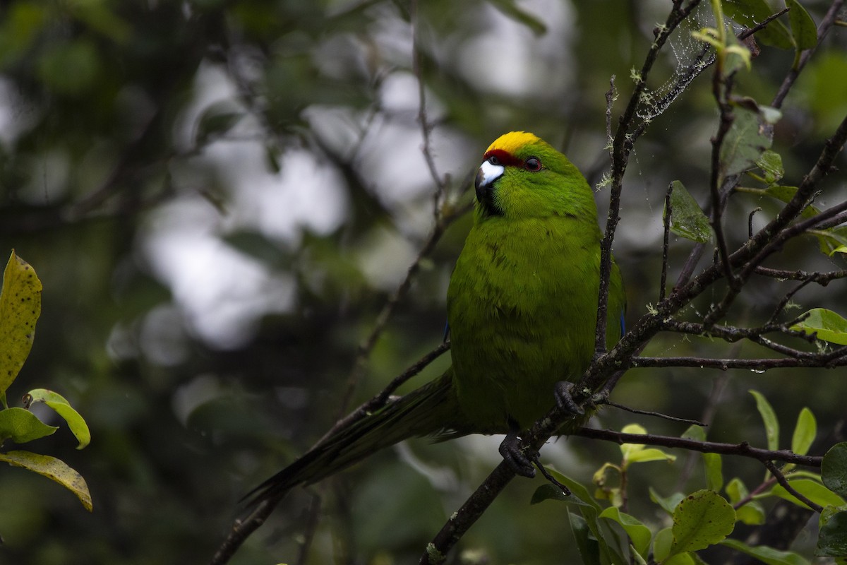 Yellow-crowned Parakeet - Oscar Thomas