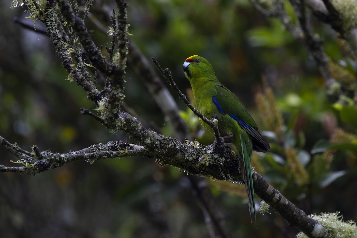 Yellow-crowned Parakeet - ML302560991