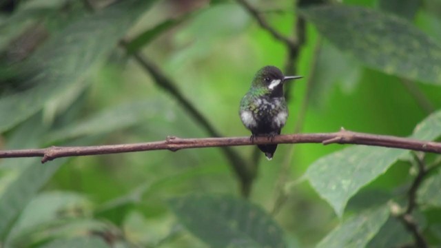 kolibřík trnoocasý - ML302562091