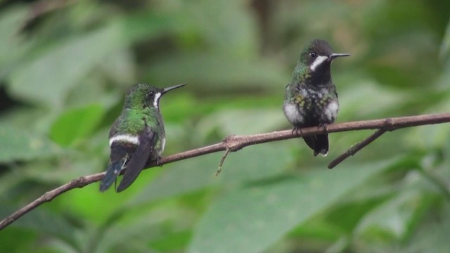 kolibřík trnoocasý - ML302562401
