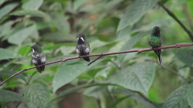 kolibřík trnoocasý - ML302562621