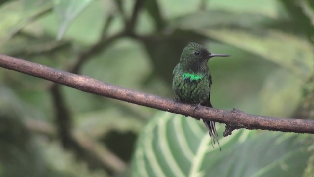 kolibřík trnoocasý - ML302563251