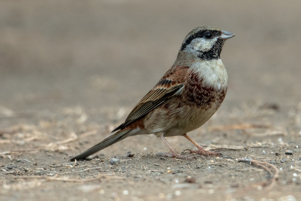 White-capped Bunting - ML302569081