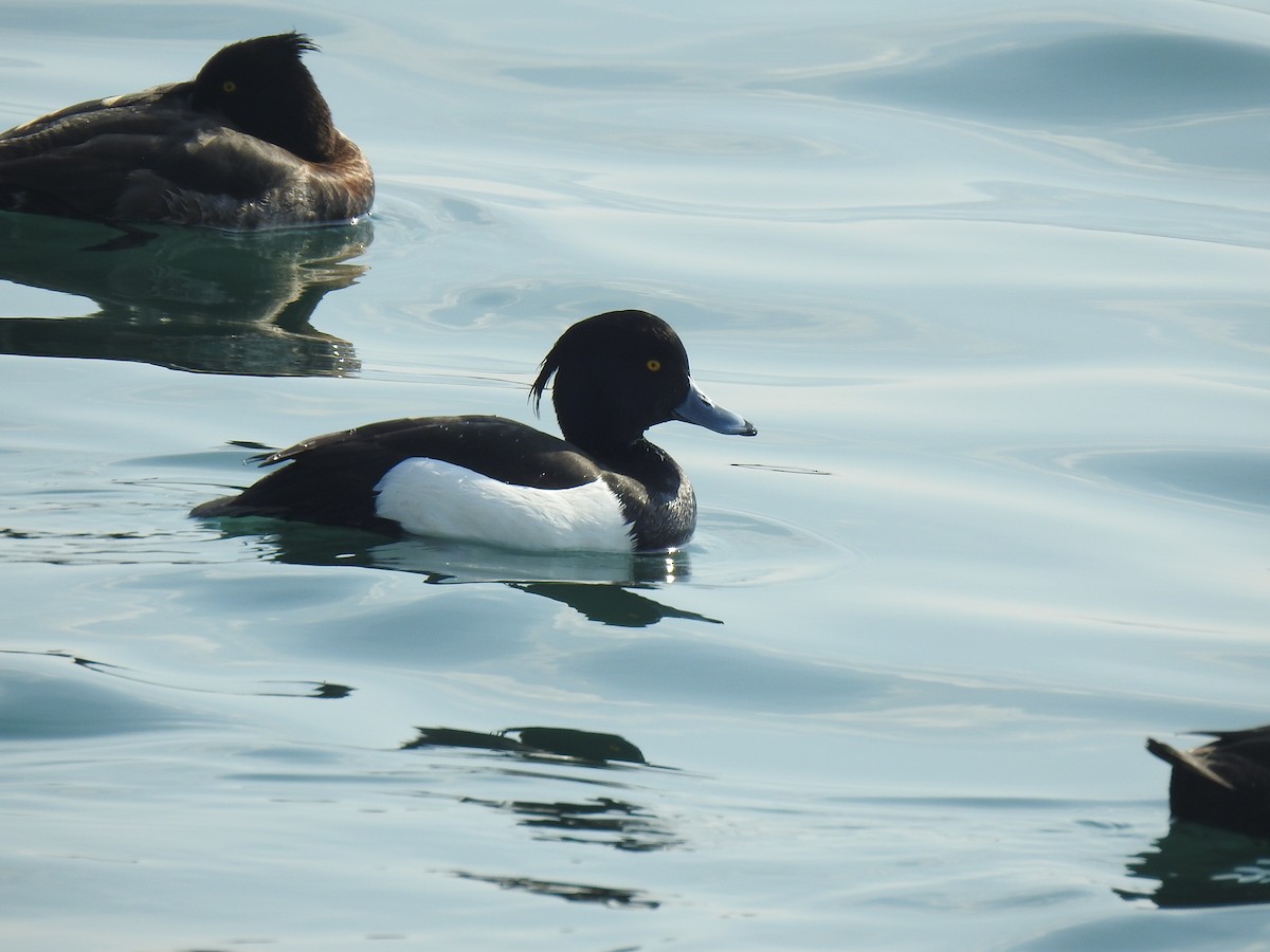 Tufted Duck - ML302569701
