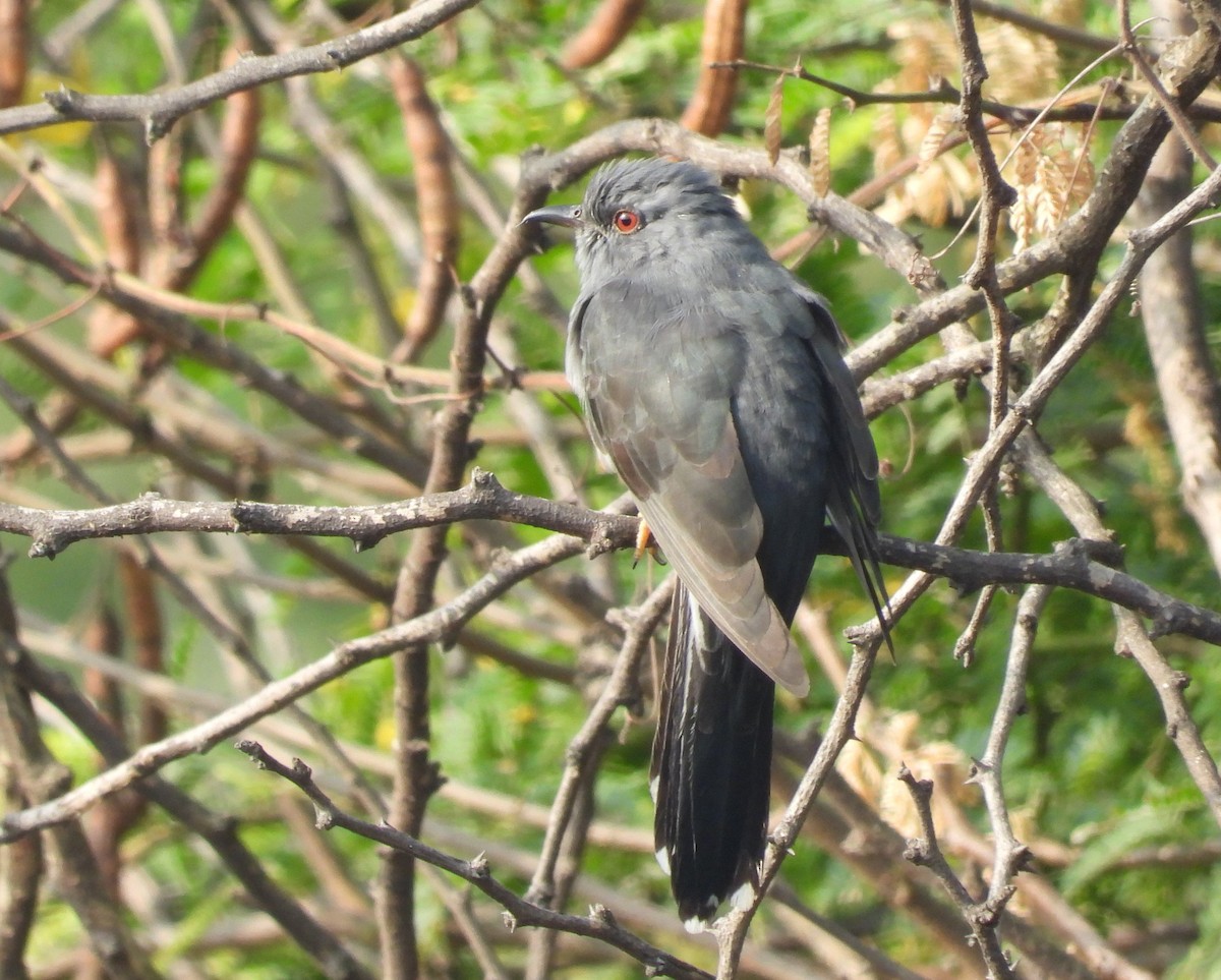 Gray-bellied Cuckoo - ML302576581