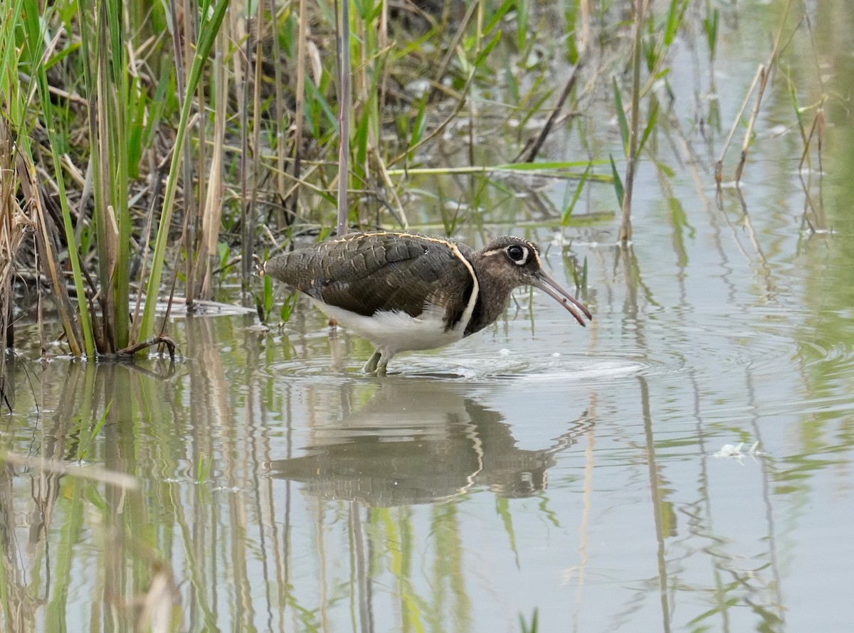Greater Painted-Snipe - ML302578561