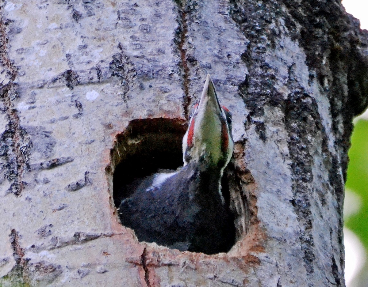 Pileated Woodpecker - ML30257871