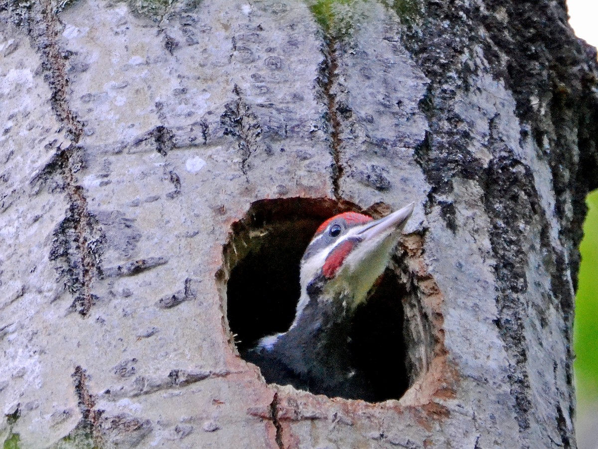 Pileated Woodpecker - ML30257891