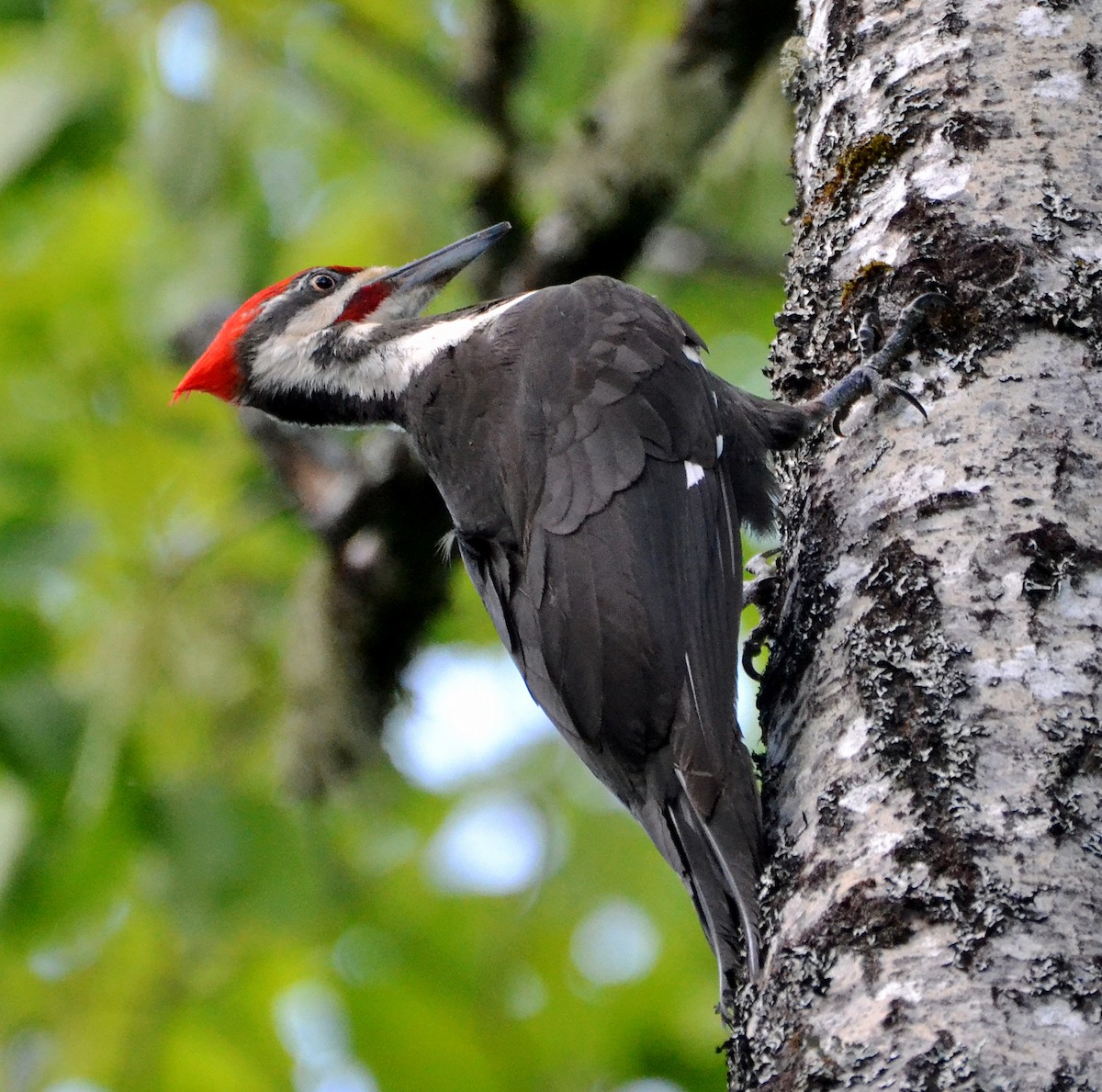 Pileated Woodpecker - ML30257921
