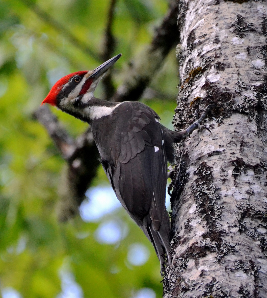 Pileated Woodpecker - ML30257931