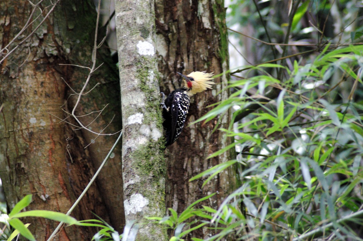 Blond-crested Woodpecker - Marcelo Braga