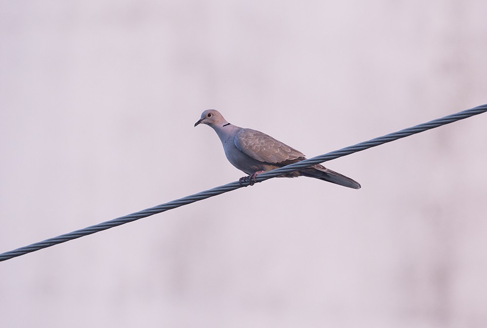 Eurasian Collared-Dove - ML30258091