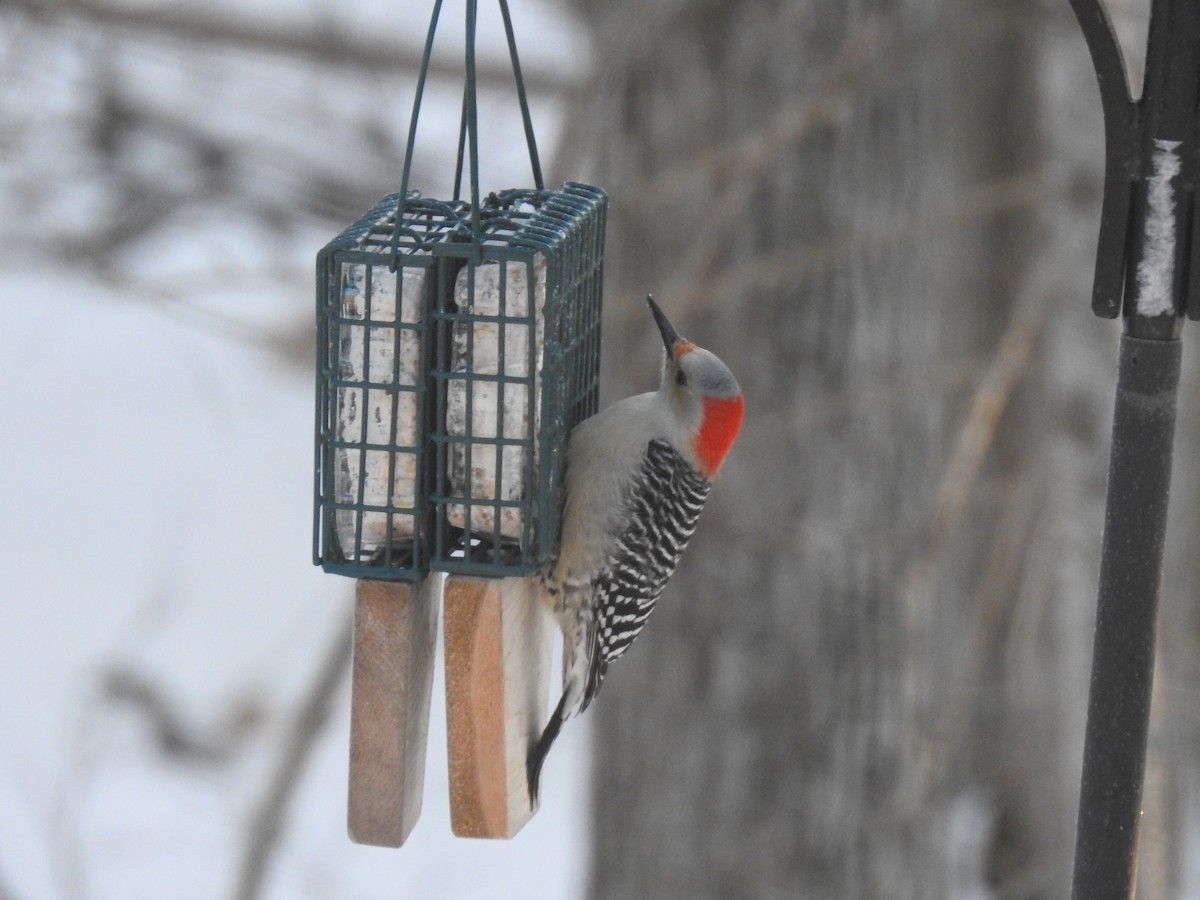 Red-bellied Woodpecker - ML302583231