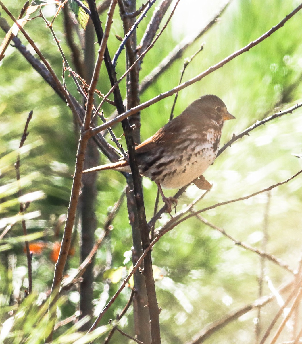 Fox Sparrow (Red) - ML302585061