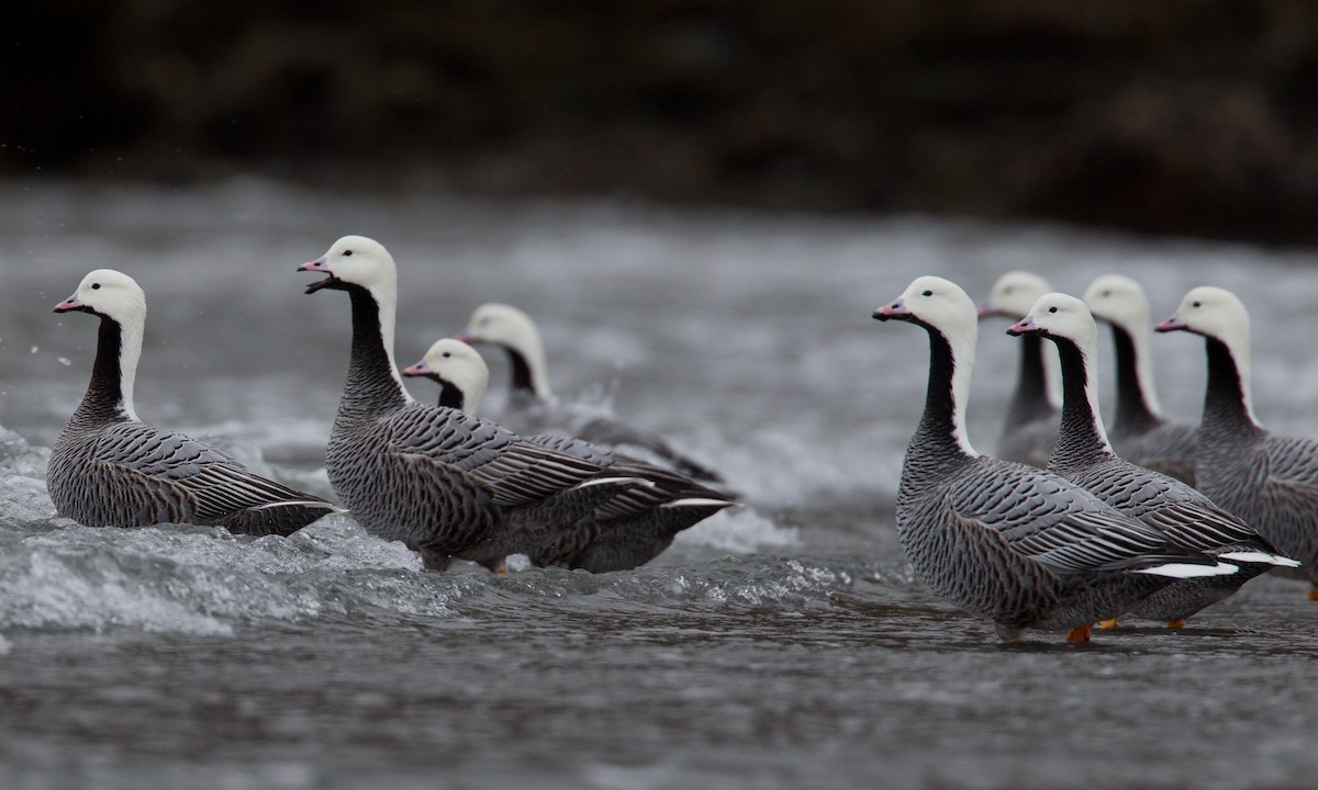 Reporting banded Emperor Geese - Alaska eBird