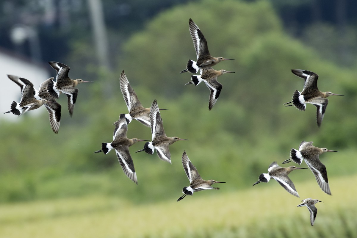 Black-tailed Godwit - Peter Han