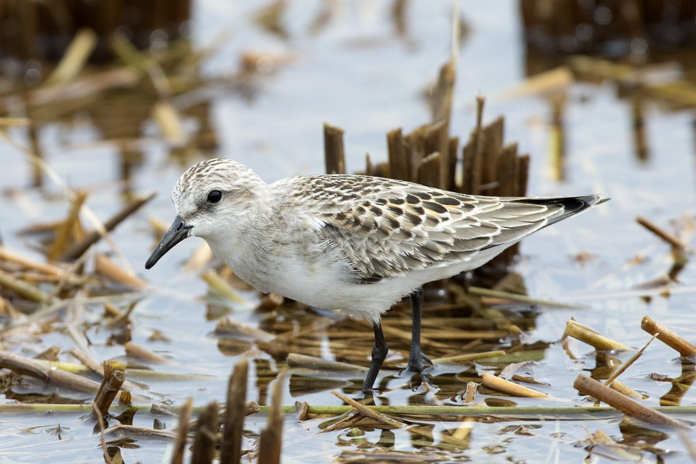 Red-necked Stint - Peter Han