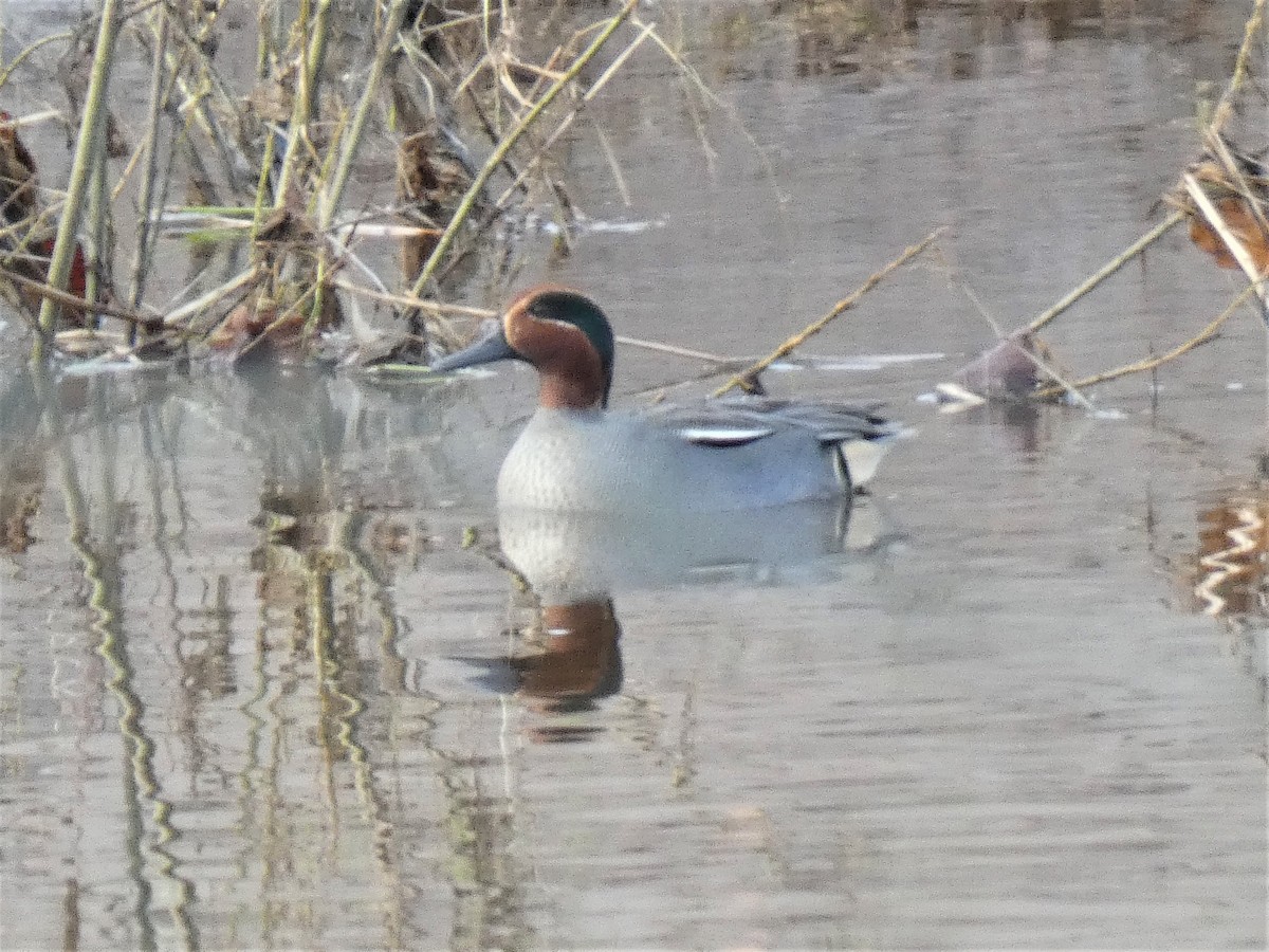 Green-winged Teal - ML302589251