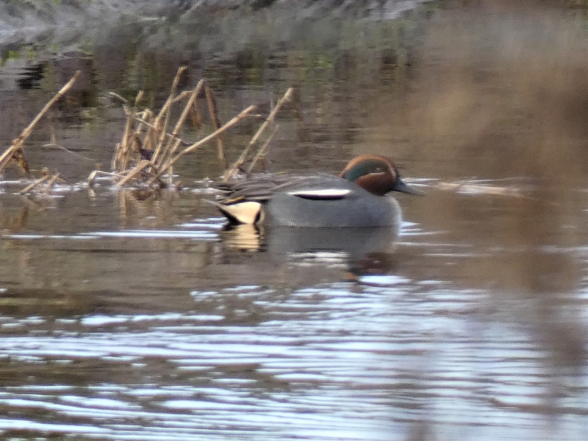 Green-winged Teal - ML302589311