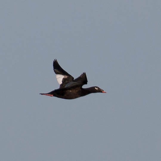 White-winged Scoter - Howard Patterson