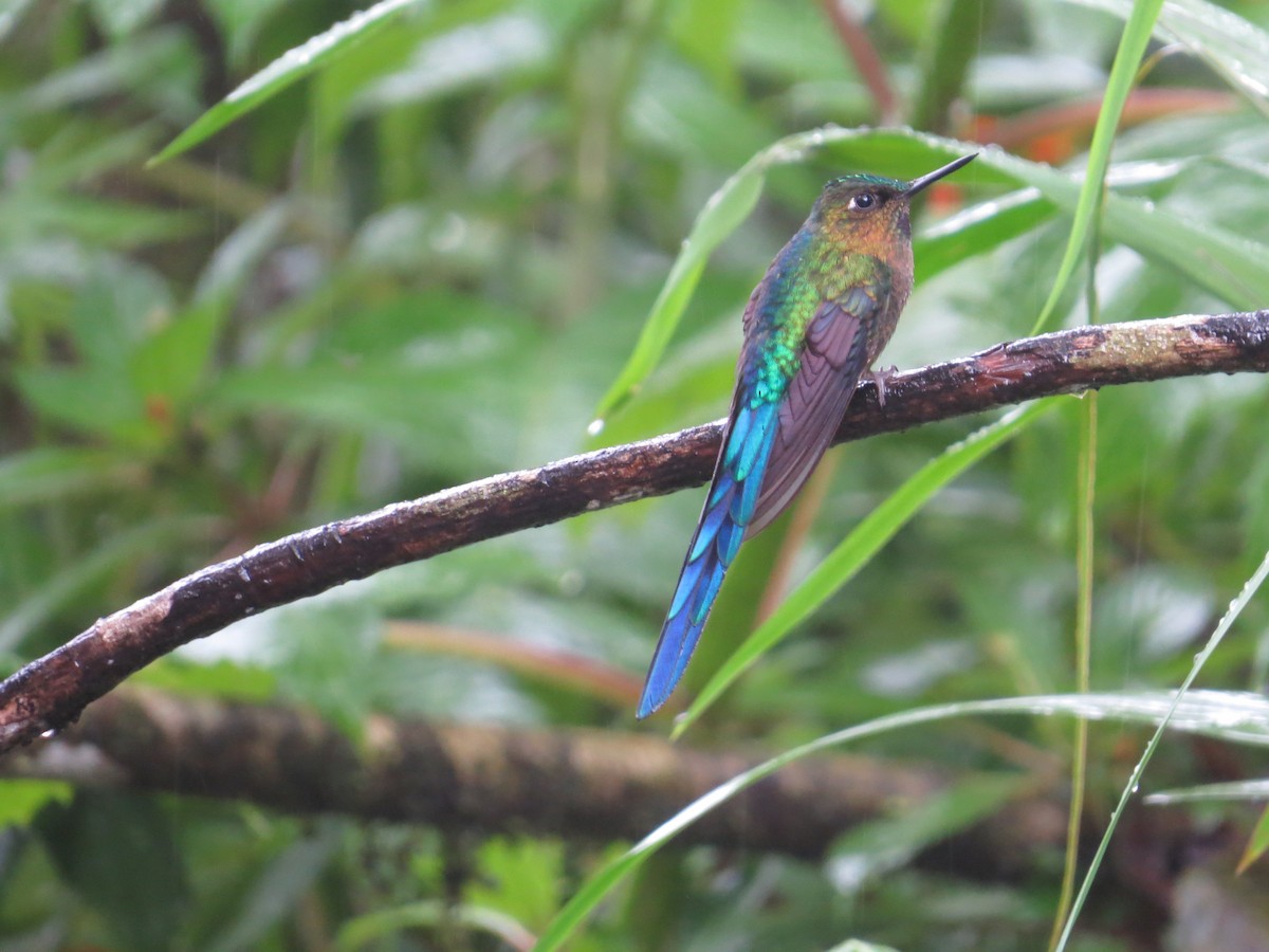 Violet-tailed Sylph - ML302593041
