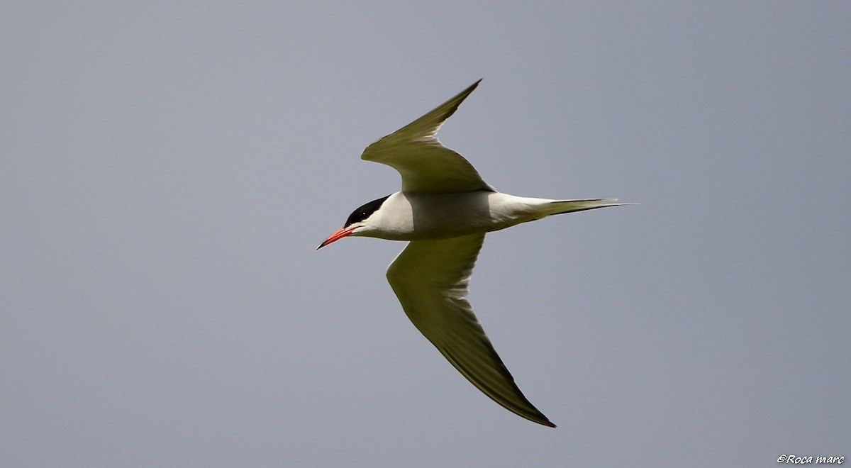 Common Tern - Marc Roca