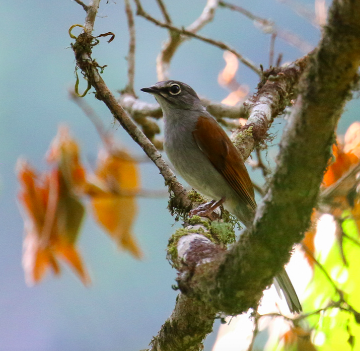 Brown-backed Solitaire - ML302595821