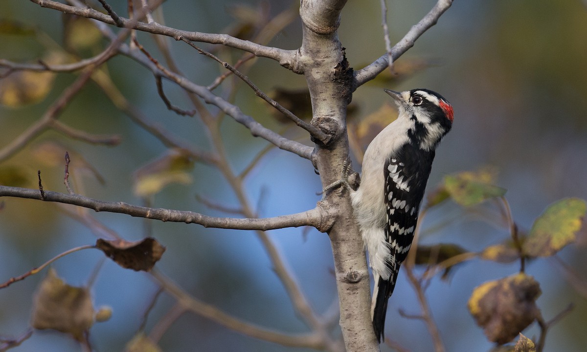 Downy Woodpecker (Eastern) - Chris Wood