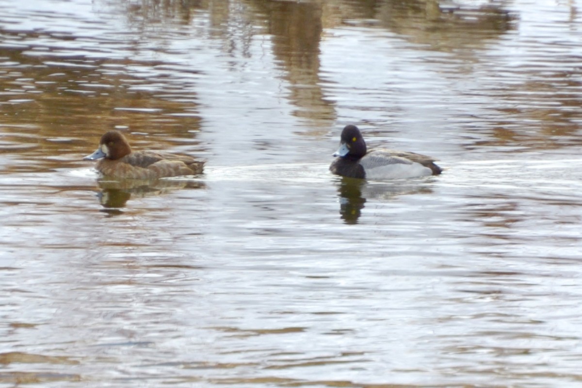 Greater Scaup - ML30260091