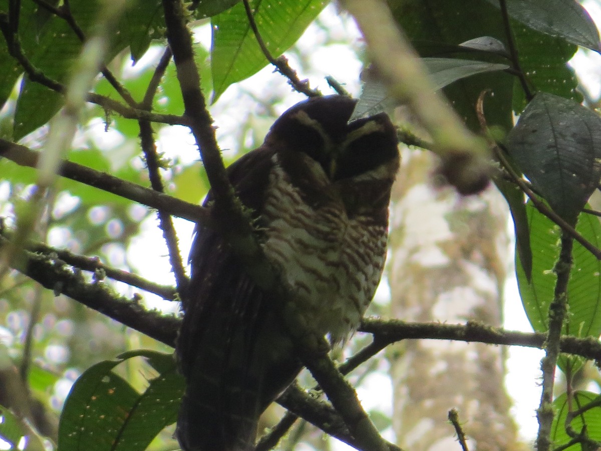 Band-bellied Owl - ML302604651