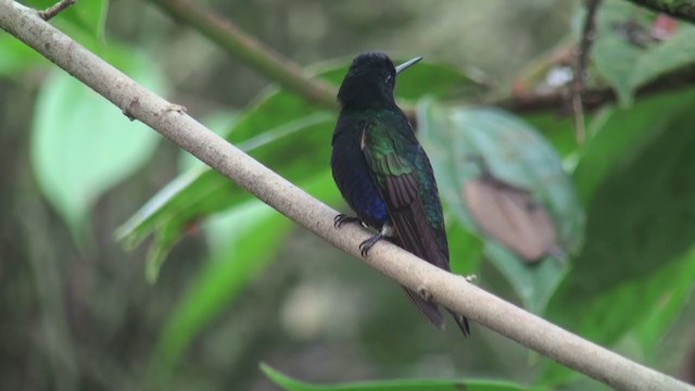 kolibřík hyacintový - ML302606601